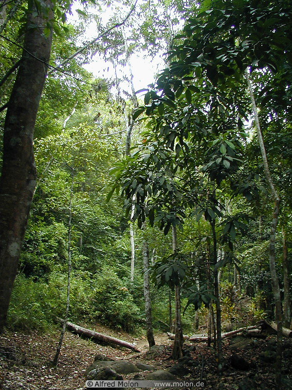 29 Jungle walk
