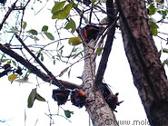 15 Bat tree