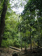 29 Jungle walk