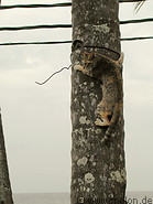 37 Cat on a pole