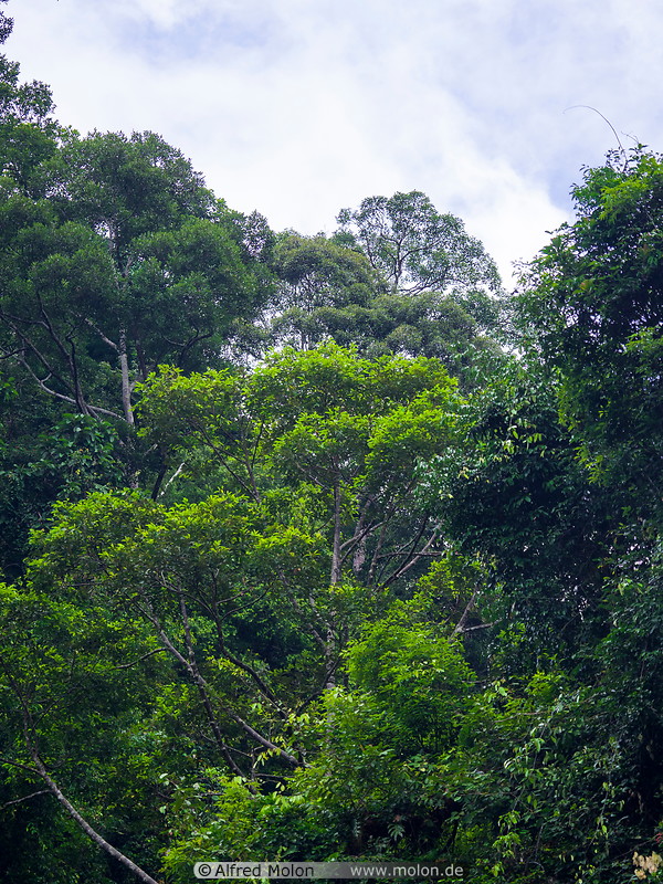 18 Rainforest