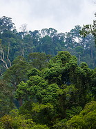 11 Tropical rainforest