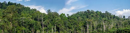18 Tropical rainforest