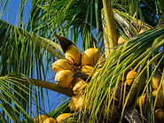 19 Coconuts