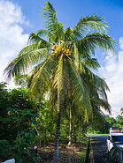 20 Coconut tree