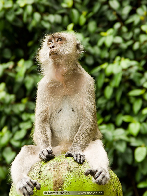 18 Macaque monkey