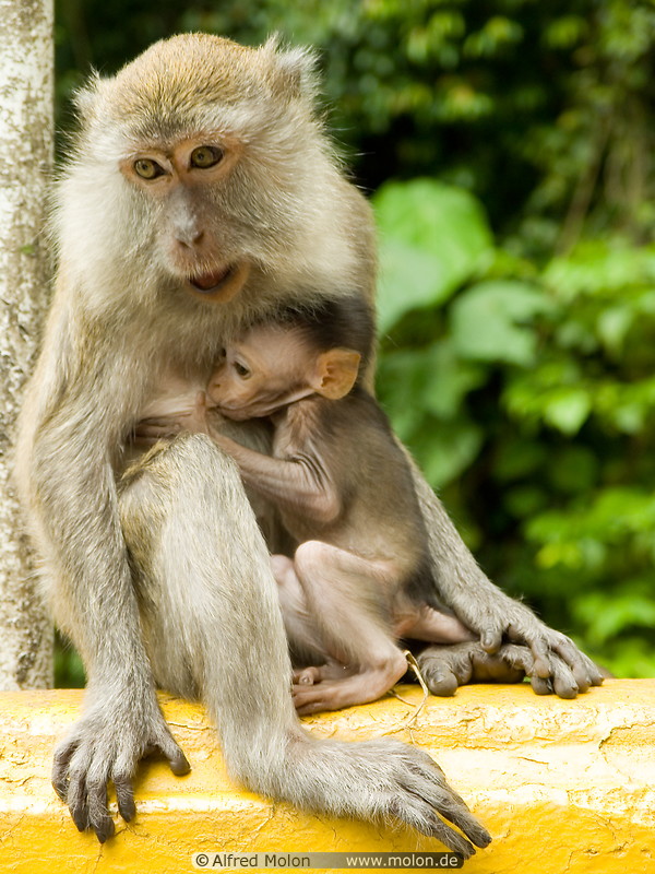 20 Macaque monkey breastfeeding baby monkey