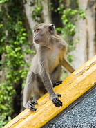 17 Macaque monkey