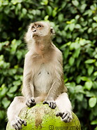 18 Macaque monkey