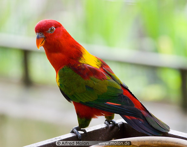 Photo of Lory parrot. Bird park, Kuala Lumpur, Malaysia