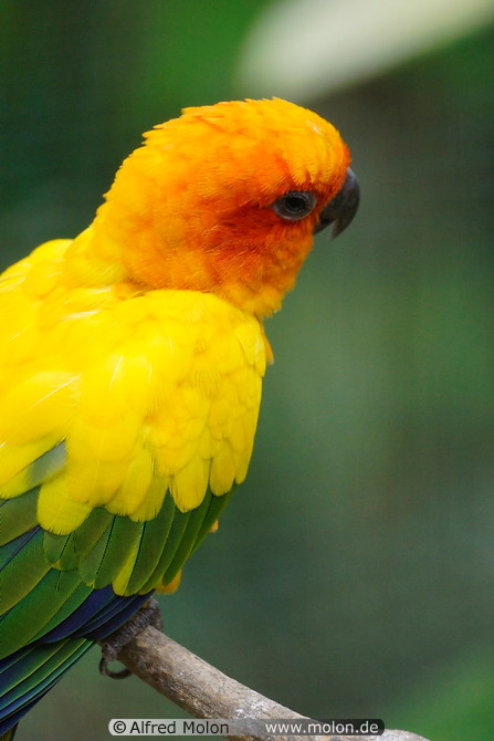 28 Yellow parrot