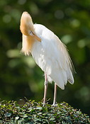 05 White heron
