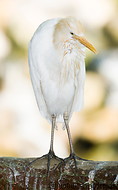09 White heron