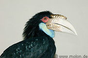 14 Black hornbill
