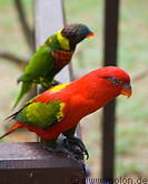 16 Lories parrots