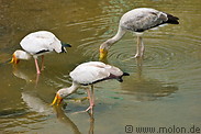 21 Yellow billed stork fishing