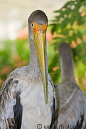 22 Yellow billed storks