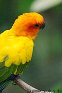 28 Yellow parrot