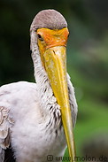 31 Yellow billed stork