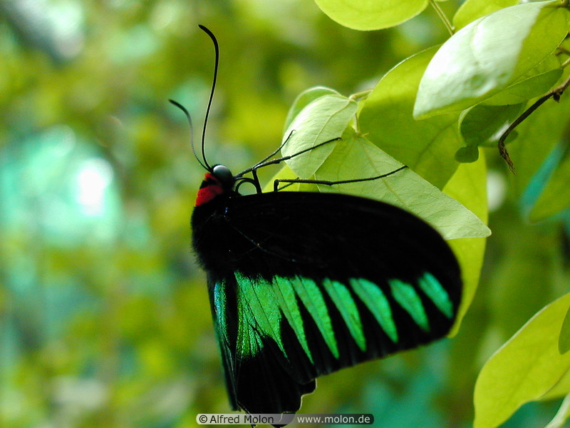 04 Raja Brooke birdwing butterfly