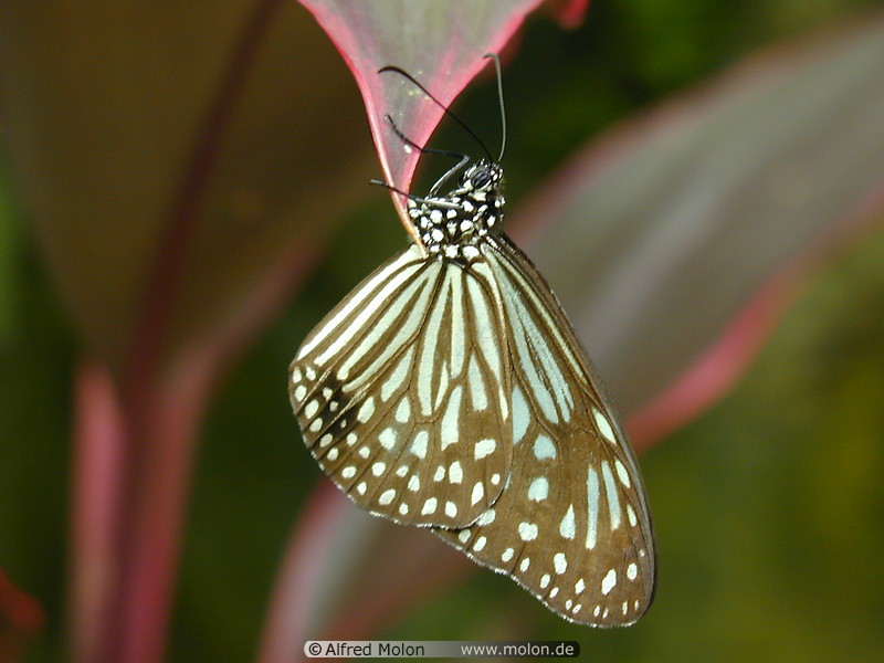 06 Butterfly
