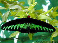 03 Raja Brooke birdwing butterfly