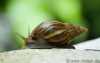 10 Snail