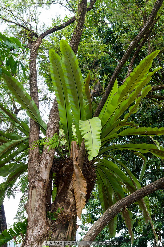 03 Tree palm