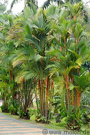 04 Palm trees