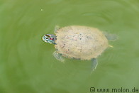 04 Turtle in pond
