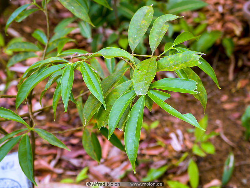 31 Phaleria macrocarpa