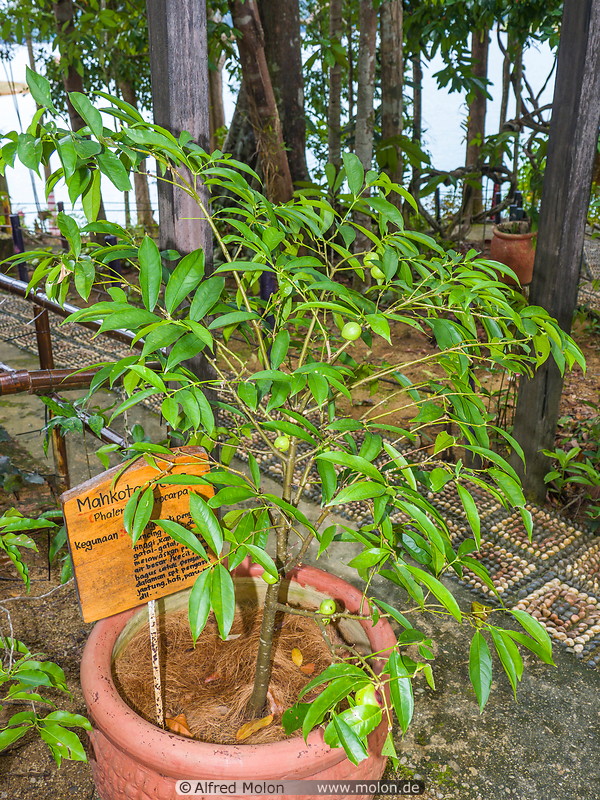 32 Phaleria macrocarpa