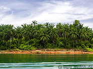 16 Coconut palm trees
