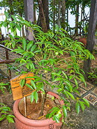 32 Phaleria macrocarpa