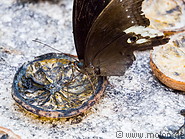 39 Butterfly feeding on fruits