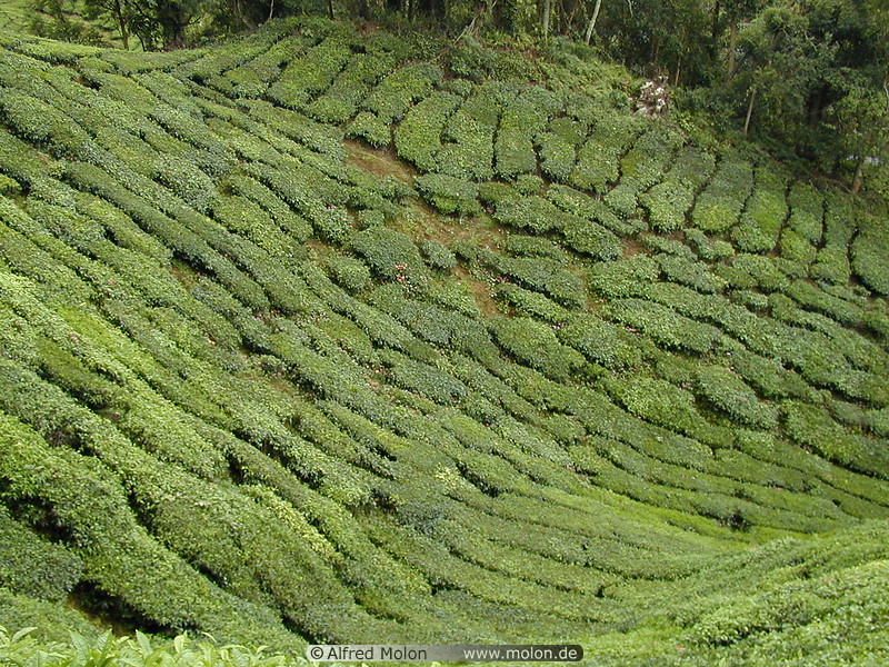 05 Tea plantation