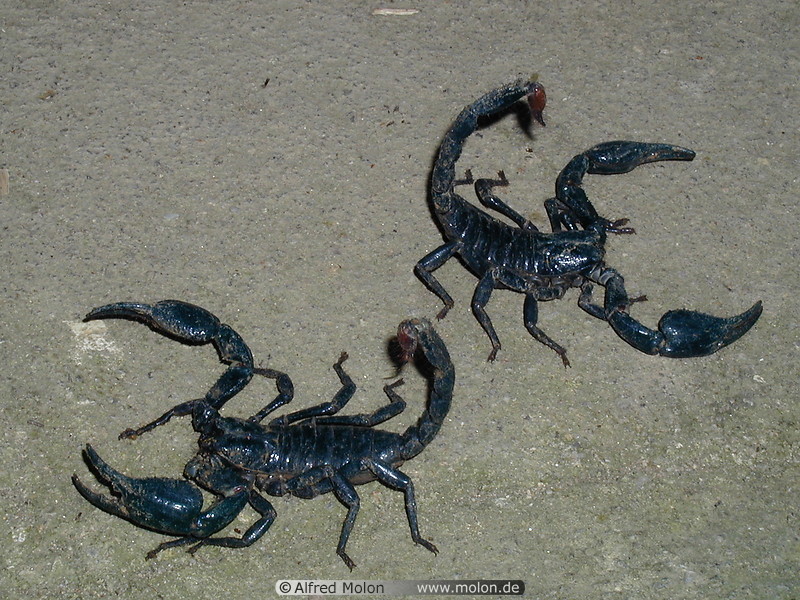 10 Scorpions