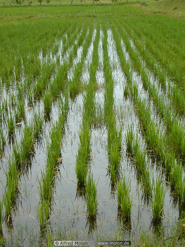 28 Rice field