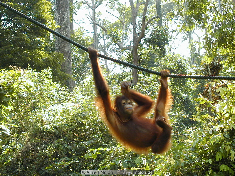 72 Young Orangutan