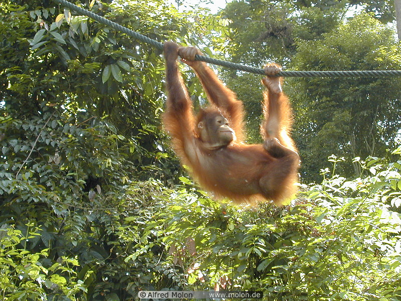 73 Young Orangutan