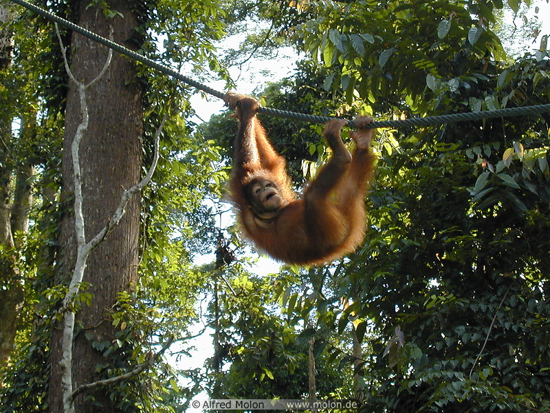 74 Young Orangutan