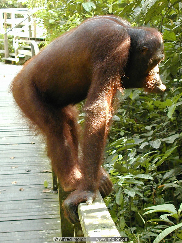 75 Orangutan