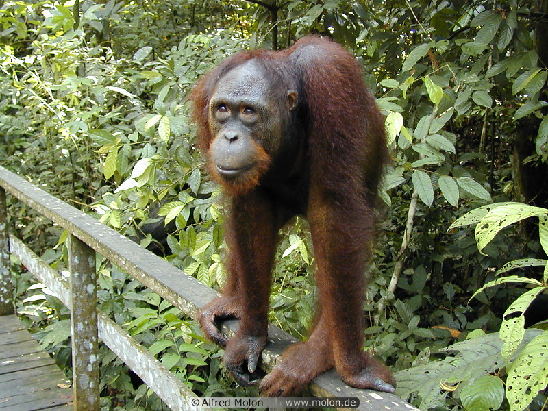 76 Orangutan