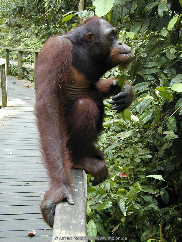 79 Orangutan