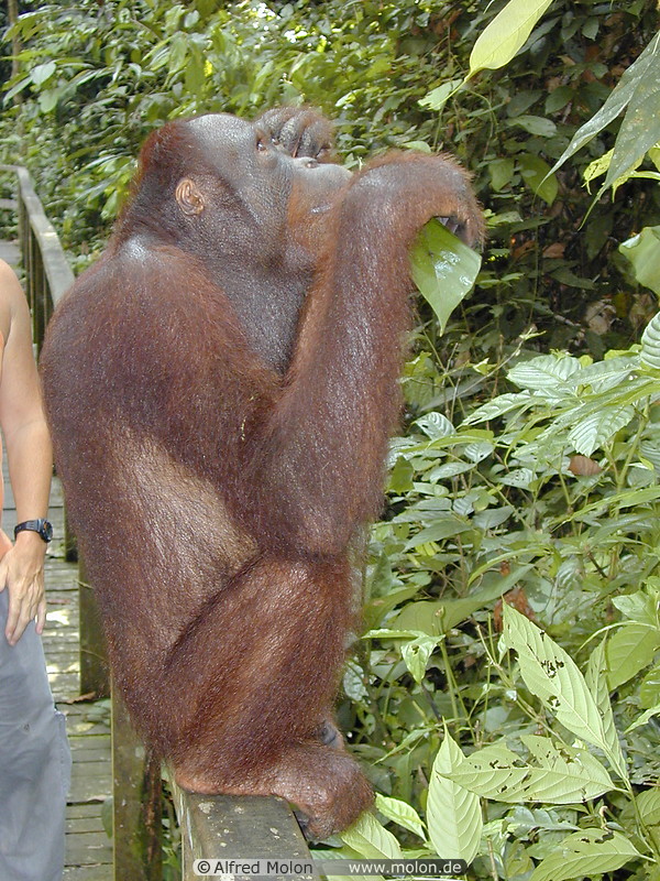 81 Orangutan