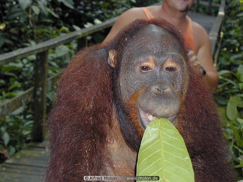 82 Orangutan