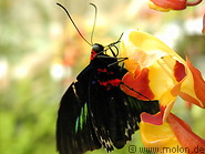 06 Butterfly garden