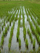 28 Rice field