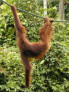 70 Orangutan