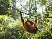 72 Young Orangutan
